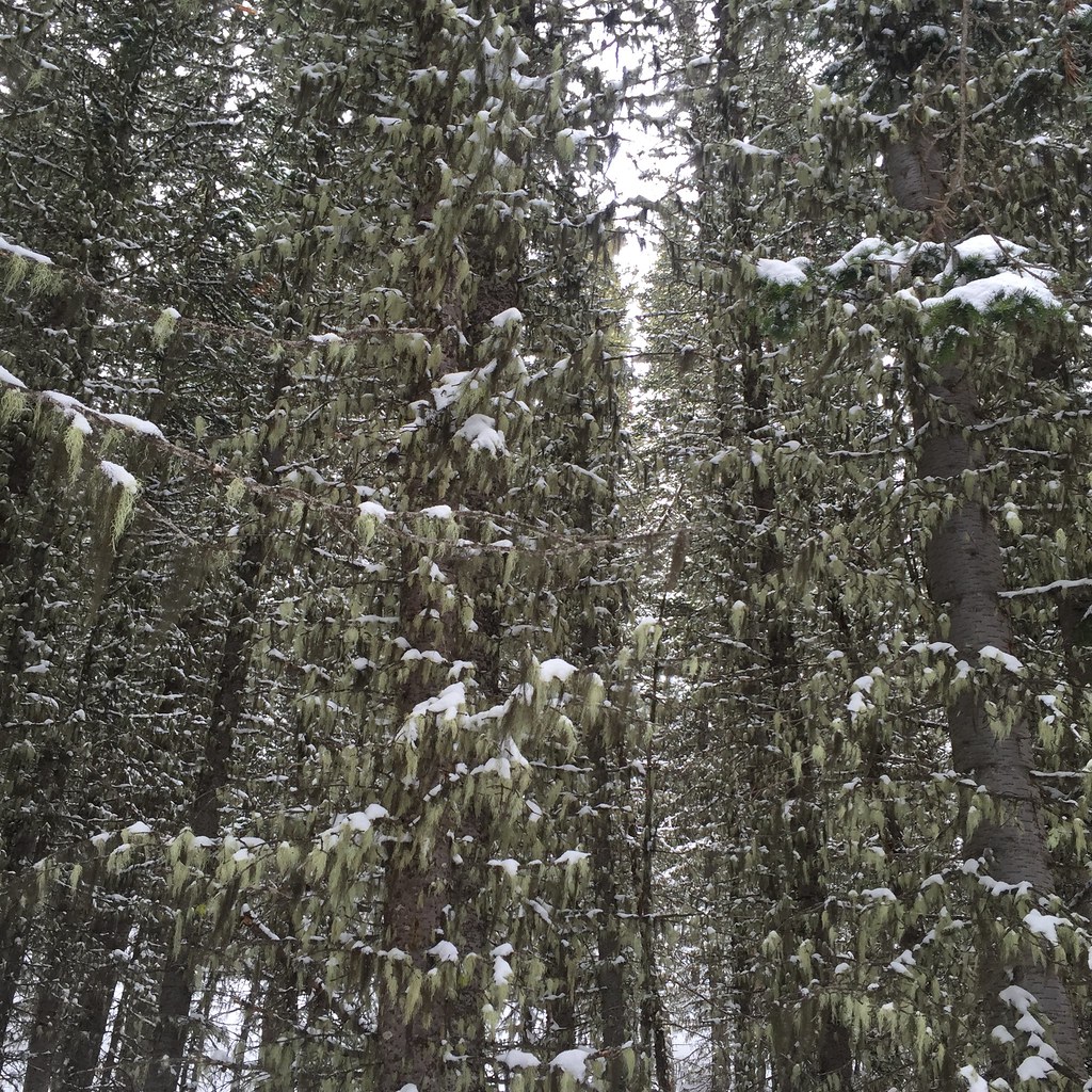 Lodge Loop