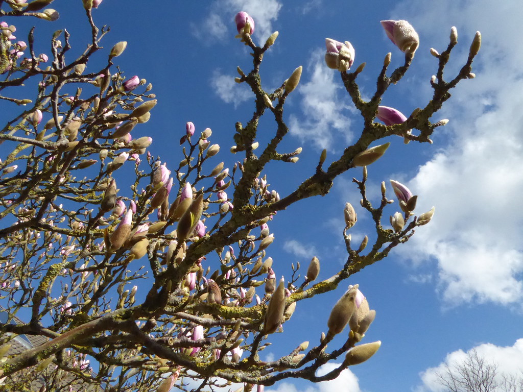 Magnolia, springtime in Woudsend
