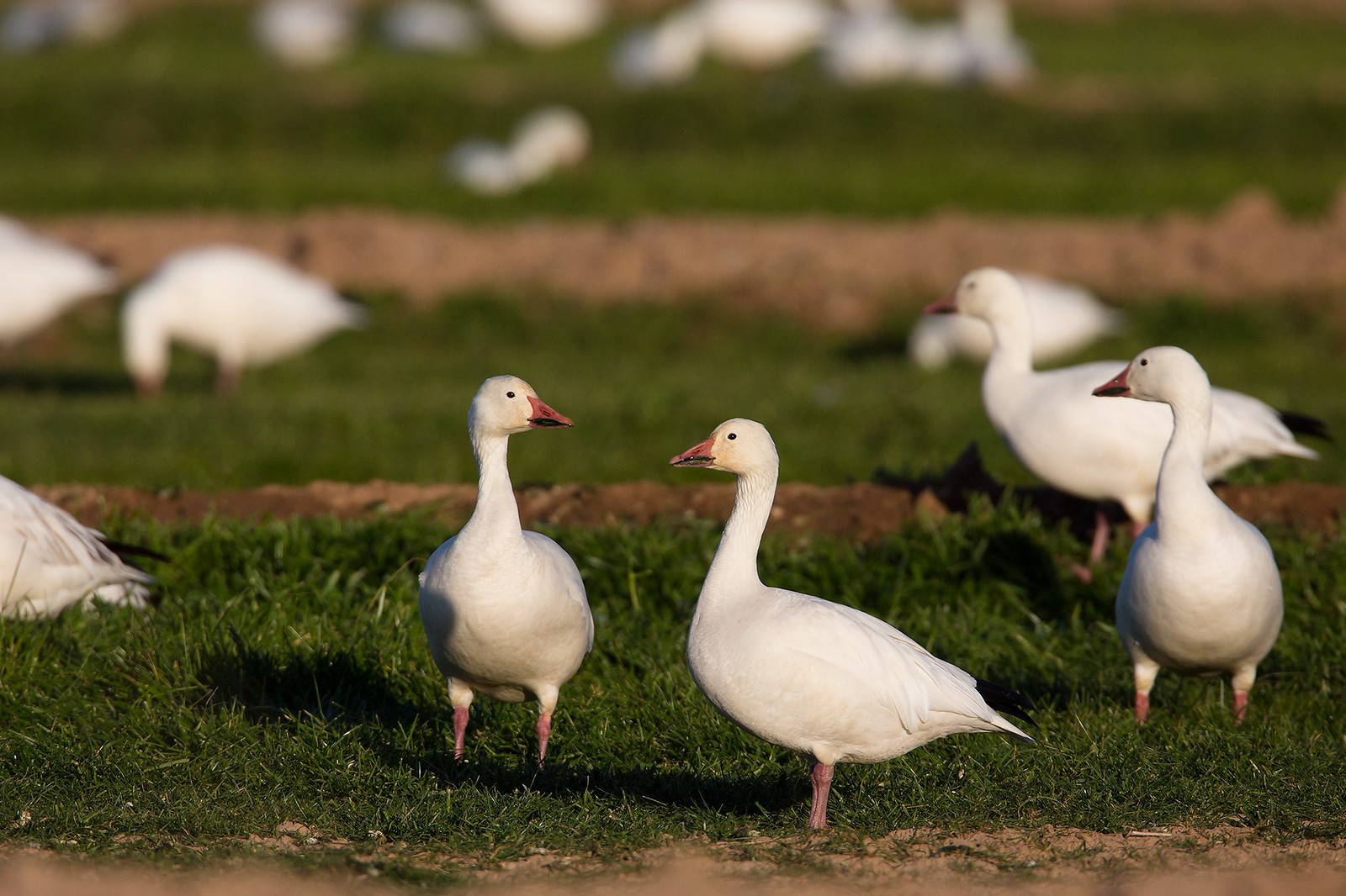 Anser caerulescens | Snow Goose | snögås