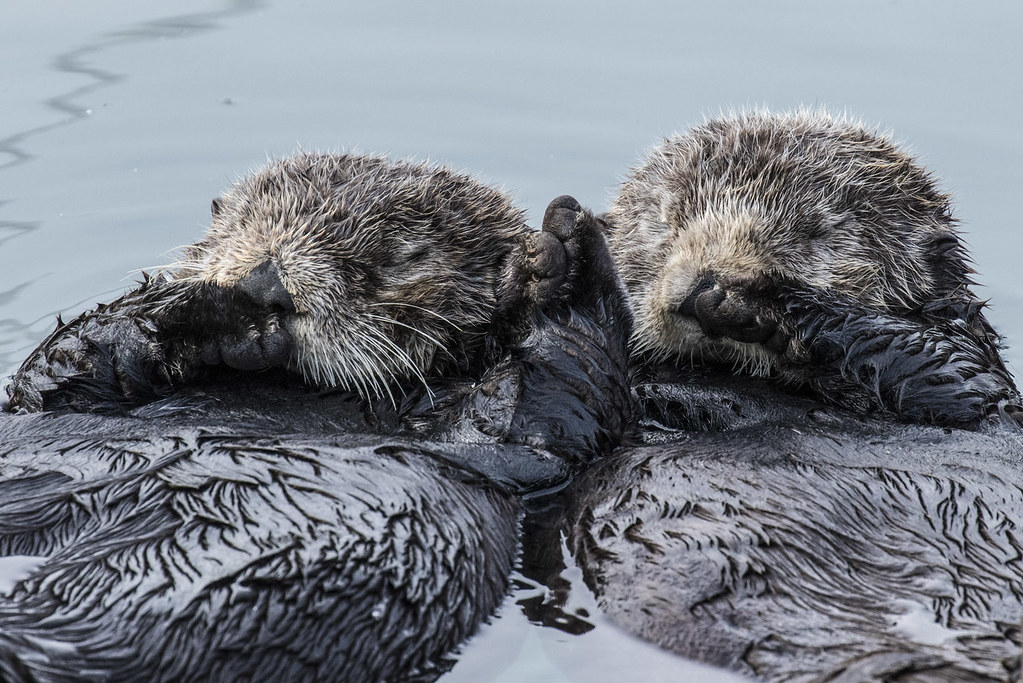Sea Otter Holding Hands
