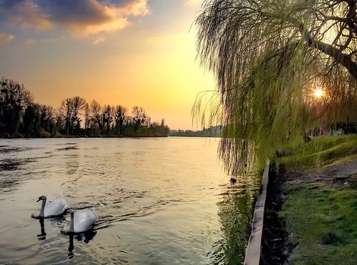 travel sunset france river photography swans iphone photooftheday picoftheday laseine beautifulplaces beautifulsunset sunriseandsunsets beautifulpicture mobilephotography inexplore iphoneography