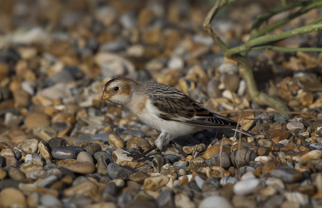 Snow Bunting on the move