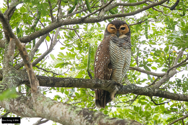 Spotted Wood Owl (Strix seloputo seloputo)