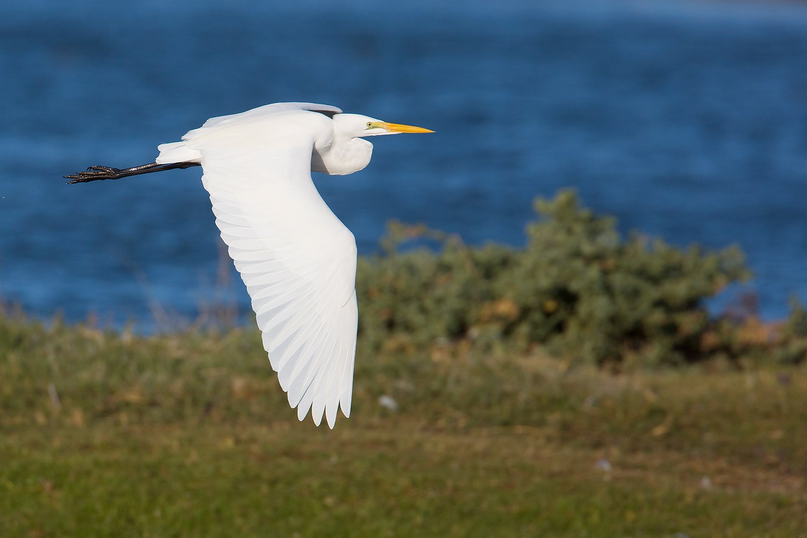 Ardea alba | Great Egret | ägretthäger