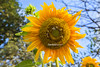 Sun Flower Morning by HamimCHOWDHURY  [Read my profile before you fol