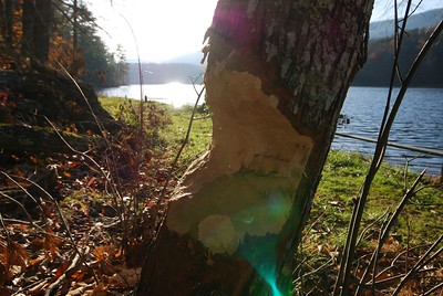photo of a beaver-chewed tree