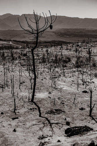 southafrica ash elgin westerncape grabouw veldfire