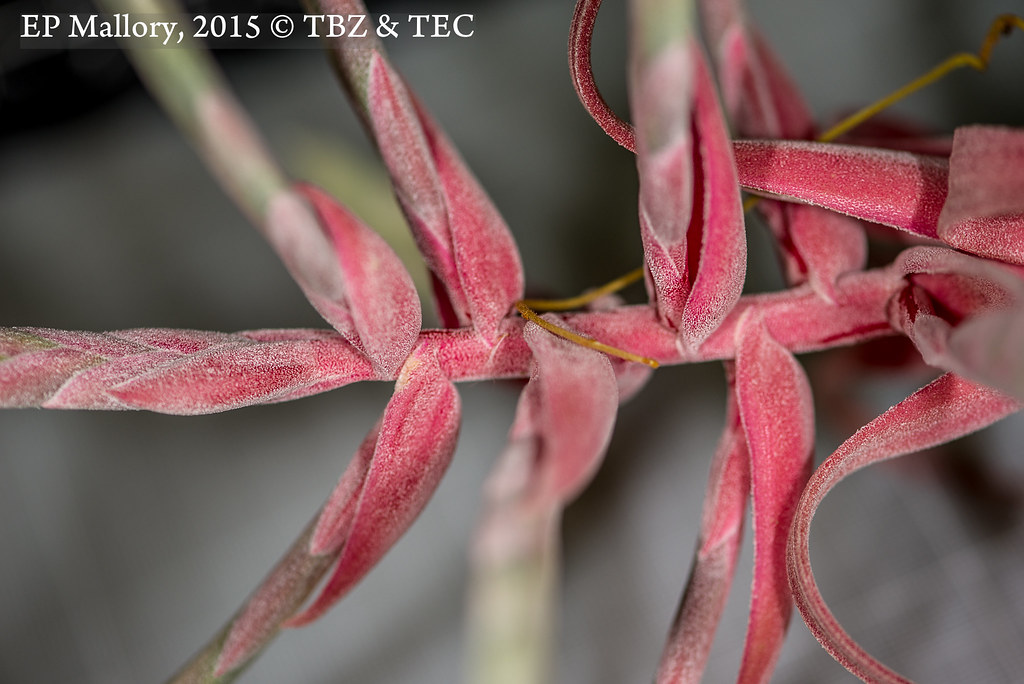 2015-04-02 TEC-2903 Tillandsia streptophylla - E.P. Mallory
