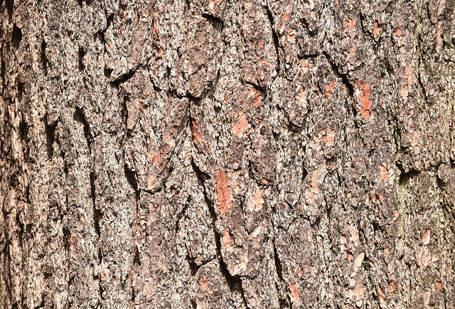 Eastern White Pine Bark