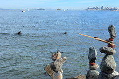 Sea lions and rocks