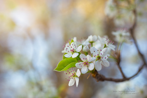 travel flowers usa white ontario canada cherry pembroke photography myrtlebeach spring blossoms southcarolina fullframe petawawa 2016 surfsidebeach photodujour canoneos6d thousandwordimages dustinabbott dustinabbottnet adobephotoshopcc adobelightroomcc tamronsp45mmf18divcusd alienskinexposurex