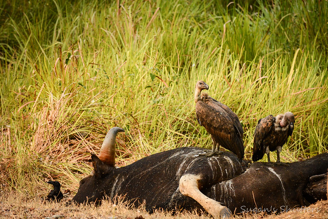 The Indian Vultures and Crows scavenging on a dead Gaur (Indian Bison)..