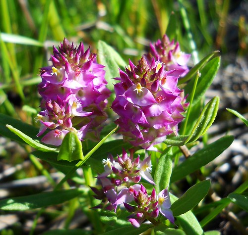 Milkwort: Polygalaceae | Flickr