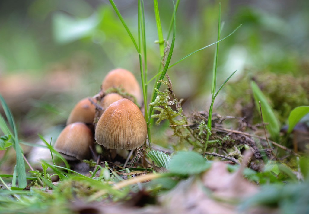 Pilze im Frühjahr | 2016-04-30_003_tm | Alexander Burkhardt | Flickr