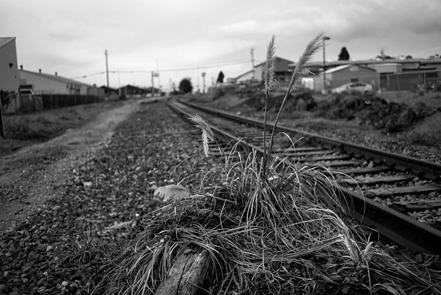 weedin' on the railroad