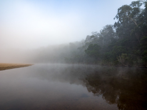 trees stewartscrossing nsw shoalhavenriver fog australia