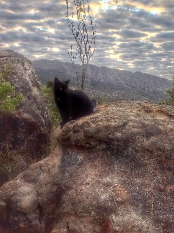 Rock Climbing...Cat Style...!