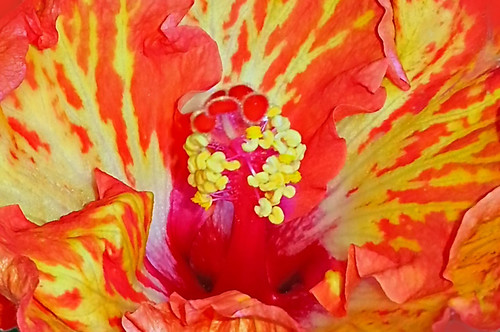 macro fire bright australia flame hibiscus queensland goodna westsidechristiancollege flickrflorescloseupmacros flamehibiscus