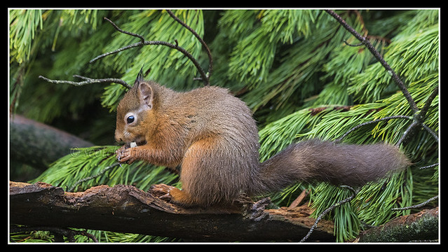 IMG_0022 Red Squirrel