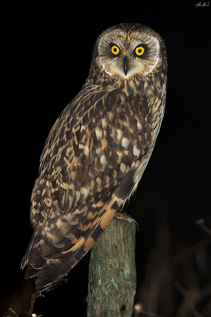 Coruja do Nabal, Short-eared Owl (Asio flammeus)
