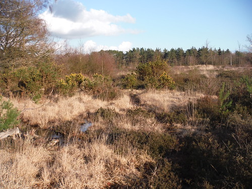 Heathland on Bucklebury Common SWC Walk 117 Aldermaston to Woolhampton (via Stanford Dingley)