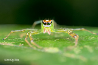 Jumping spider (Epeus sp.) - DSC_6077