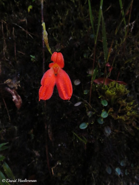 Porroglossum eduardii floreciendo in situ (Distribución: Colombia y Ecuador desde 1900 hasta 2900 m snm), Risaralda, Colombia