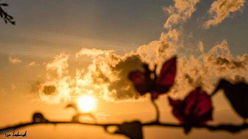 flower panama scenery sunset fincalasuiza cloud hornito chiriquí pa flickr