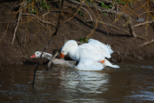 Geese mating by the Bylet