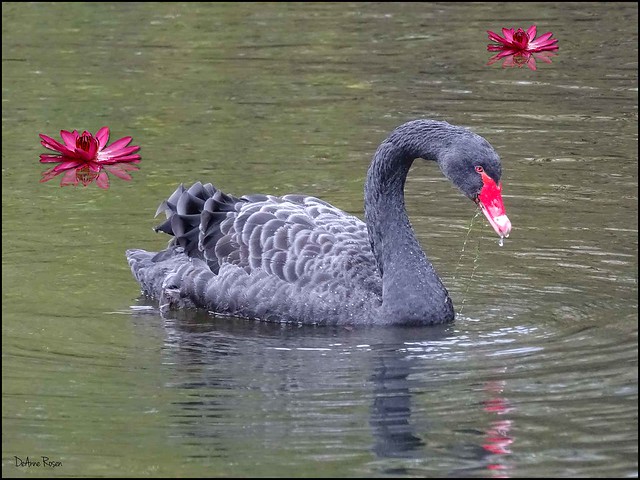 Black-Swan-&-Lotus_3556