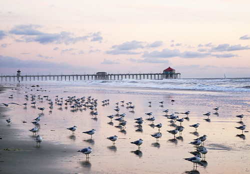 sunset seagulls reflection beach water clouds pier waves huntingtonbeach surfcityusa lotsofseagulls allsittingstill