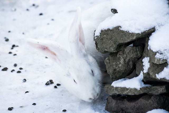 Automatik ade - weißer Hase im Schnee
