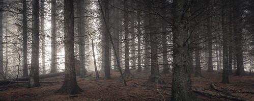 longexposure trees winter mist cold fog pine forest canon woodland dark landscape scotland wideangle