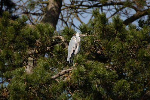 Heron high in tree, sunning
