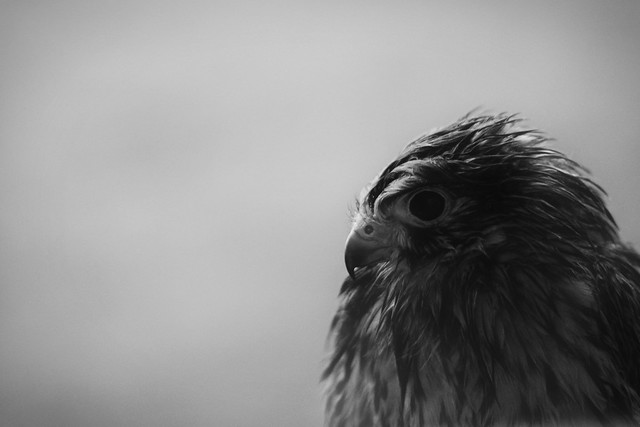 Vercors : Portrait de l'oiseau de proie sous la pluie