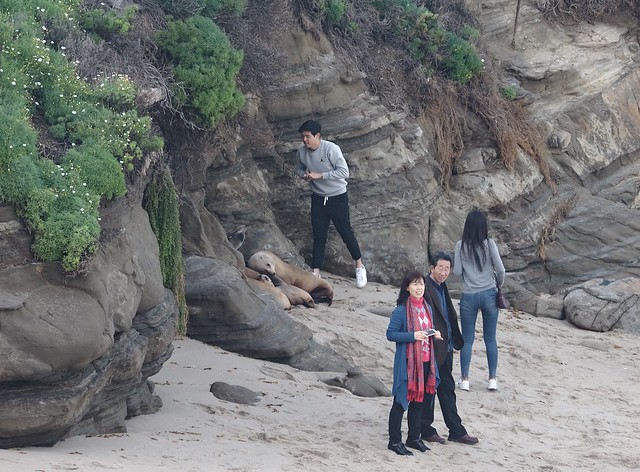 Sea Lion Harassment at La Jolla Cove
