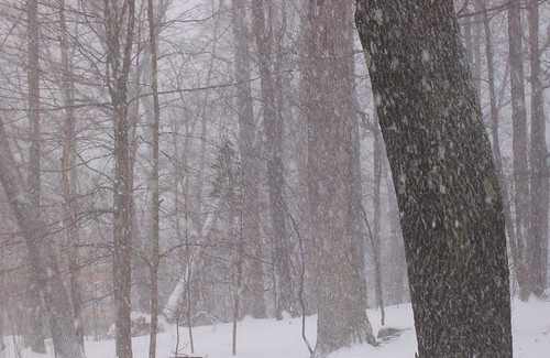 snowstorm, looking into woods