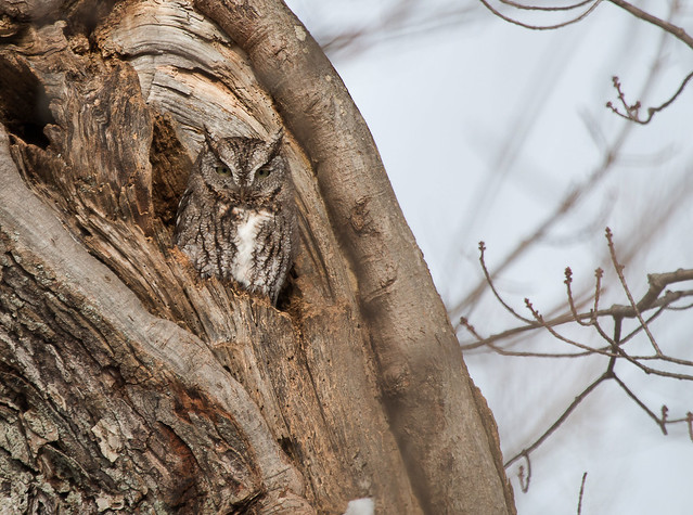 Eastern Screech Owl   [ Otus asio ]