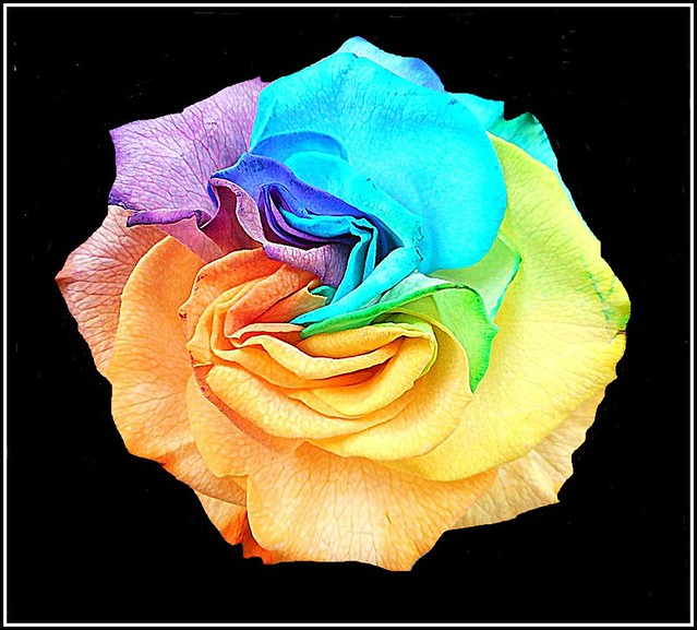 Rainbow Rose..