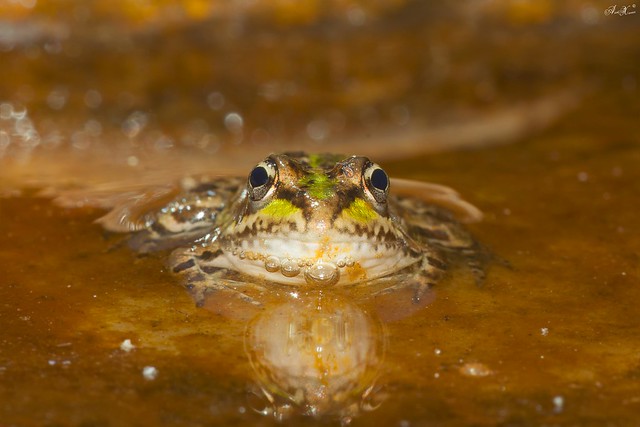 Rã-Verde, Perez's Frog (Rana perezi/Pelophylax perezi)