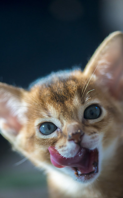 Kitten Tongue 3