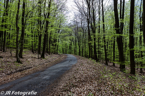 trees green germany de outdoors spring woods wiesbaden hessen hiking places fresh trail wald hesse 500px
