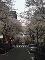 The bloom of cherry blossoms of Yaesu Sakura Street