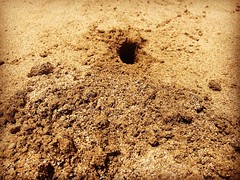 Hawaiian Islands Beach Puzzle: Anyone know which critter is digging these holes on the beach?  #Maui #MauiLife