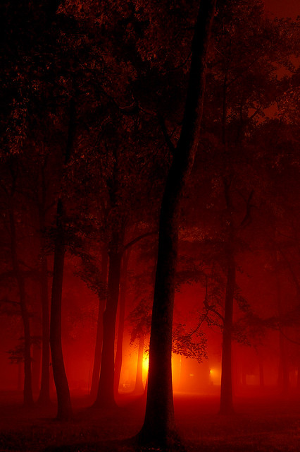Forest Fire.