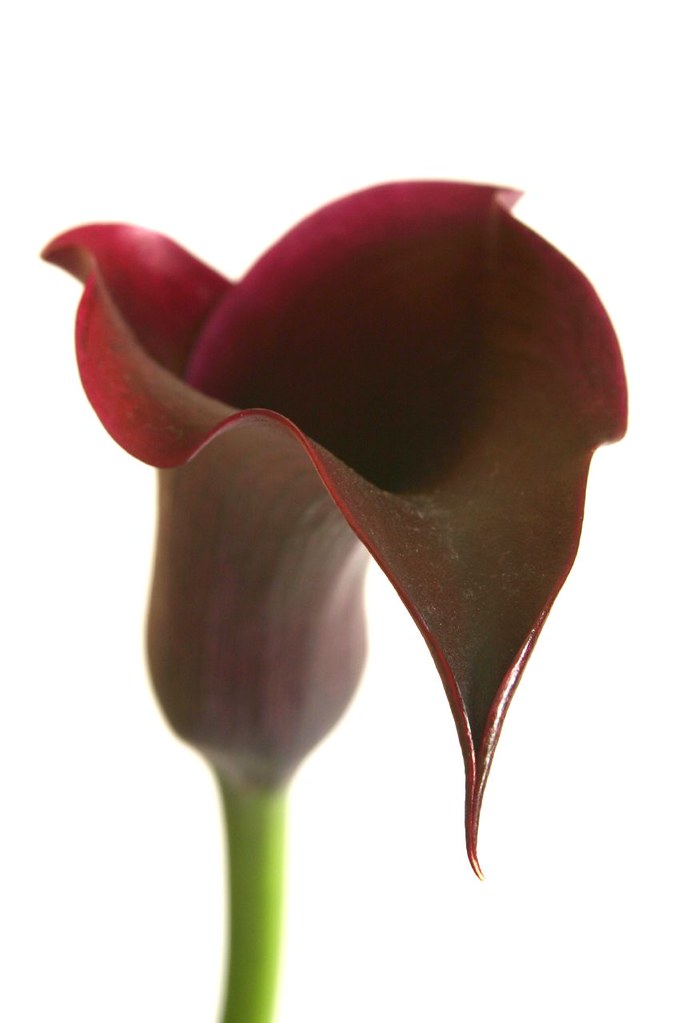 Calla Lily 1 | We love these flowers so much we had them as … | Flickr
