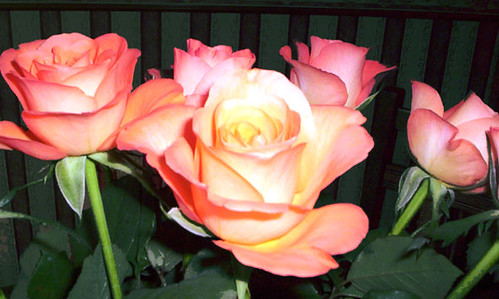 Send me roses | by daphneann