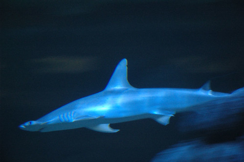 Shark attack! | by Somebody66