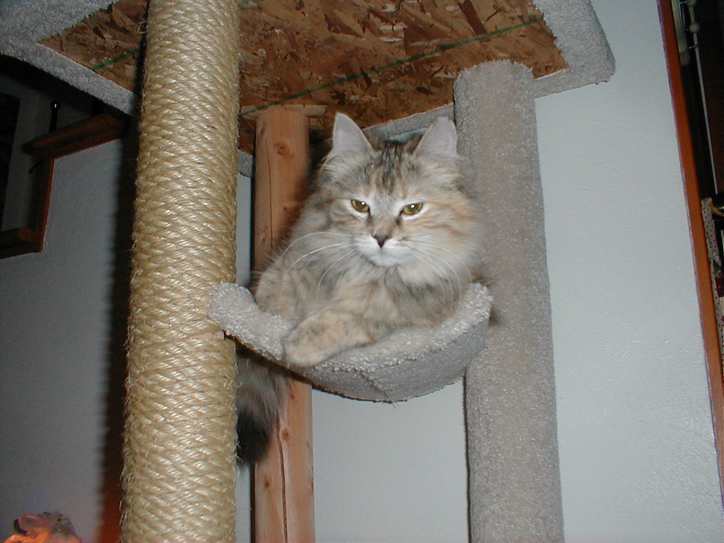 P1010013  Nualla only thinks she is queen of the tree house…  Darling  Dreadful  Flickr