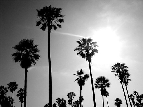 Venice Beach Palm Trees | Adam Polselli | Flickr